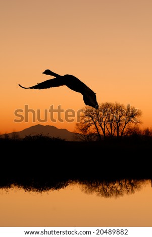Lone Canadian goose silhouette flying at sunset over riparian wildlife area