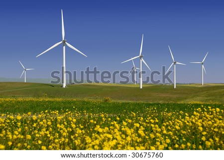 Stark White Electrical Power Generating Windmills, Turbines on Rolling Hills of Green Wheat and Yellow Wildflowers, Rio Vista, California