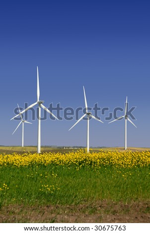 Stark White Electrical Power Generating Windmills, Turbines on Rolling Hills of Green Wheat and Yellow Wildflowers, Rio Vista, California