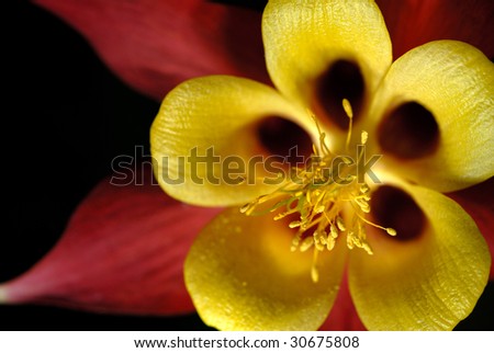 Extreme macro closeup of columbine wild flower, yellow on red, high key, high contrast