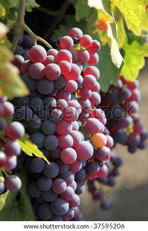 Red wine grapes ripening in the sun, still on the vine in Northern California, green leaves.