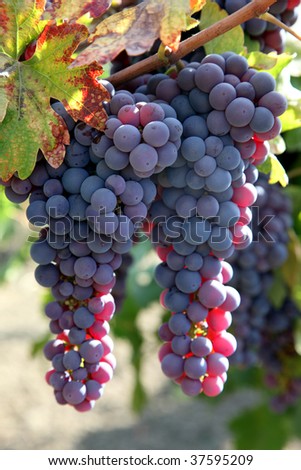 Red wine grapes ripening in the sun, still on the vine in Northern California, green leaves.