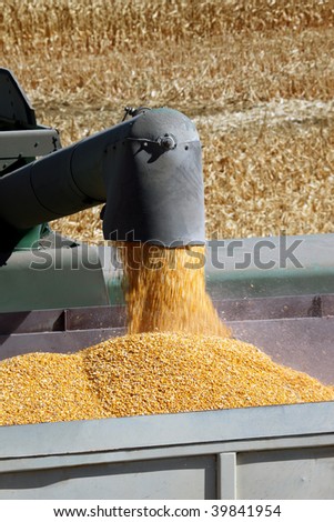 Fresh yellow grain corn flowing from combine harvester into waiting hopper.