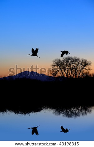 Silhouettes of Sandhill Cranes reflected in wildlife pond on a blue evening.