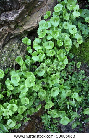 Wet rocks, Miner\'s Lettuce (Claytonia perfoliata), flowers, and moss, natural close up