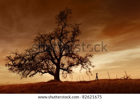 Silhouette of bare oak tree in Winter, sunset, San Joaquin Valley, California..