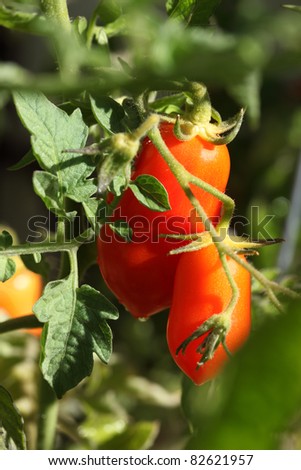 Macro of ripe Summer Roma Tomatoes hanging on the vine.