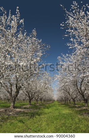 Almond trees in Spring bloom, San Joaquin Valley, California.