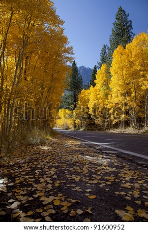 Mountain highway and aspens, Fall, Eastern Sierra Nevada, California