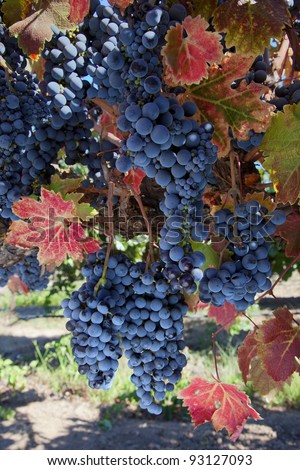 Bunches of red wine grapes hanging on the vine, California vineyard, fall leaves, harvest time.