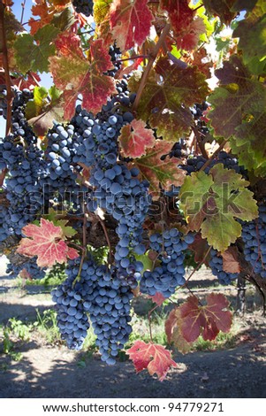 Red varietal wine grapes on vine, ripe for harvest.