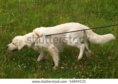 Dog on dog-lead