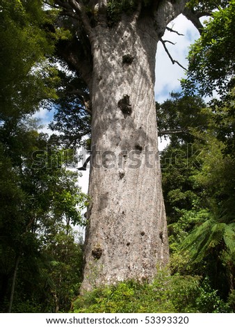 Biggest Kauri Tree