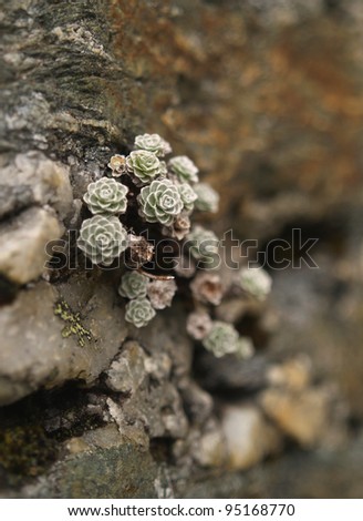 Mountain plant on the rock, New Zealand