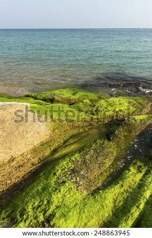 ocean moss background. summer destination scenic
