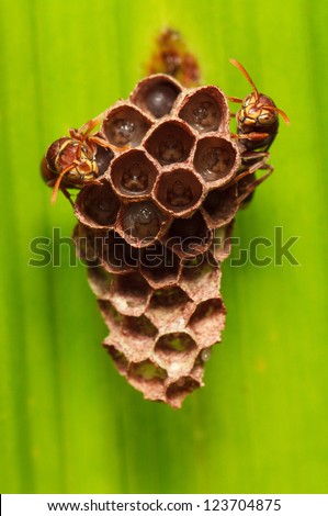 Wasps guarding their hive and larvas