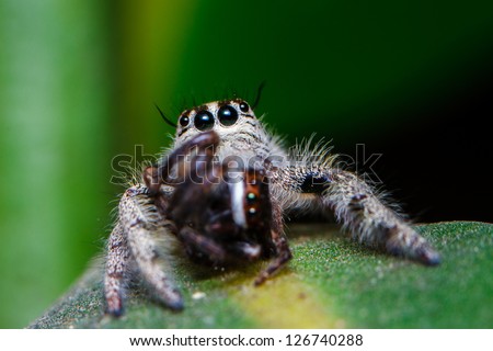 Jumping Spider eating Jumping Spider (Salticidae Hyllus Diardi eating the smaller)