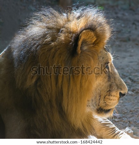 The side face of a lion