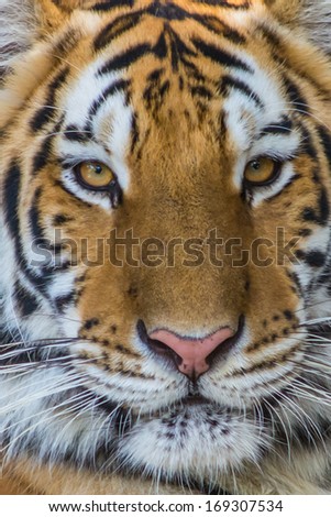 Bengal Tiger face.