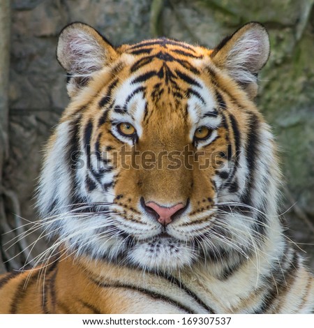 Bengal Tiger Face.