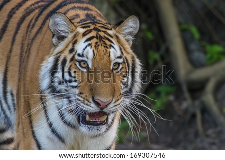 Bengal Tiger face.