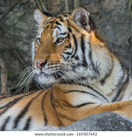 Bengal Tigers Sleep In Zoo.