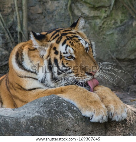 Bengal tigers sleep in zoo.