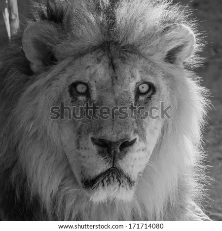 Black and white lion head