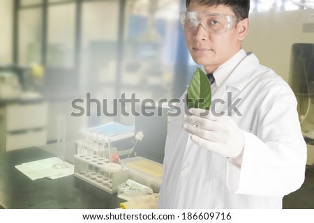 Scientists check the leaves in the laboratory.