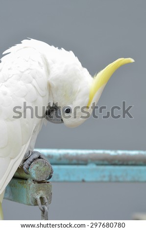 Parrot isolated on a gray background.