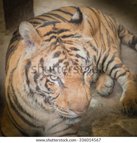 Bengal tigers face.