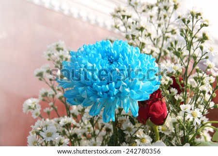 Daisy flowers Bright Blue Chrysanthemum Flowers and with small flowers.