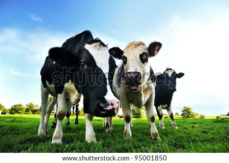 Cows in a green field in Normandy - France
