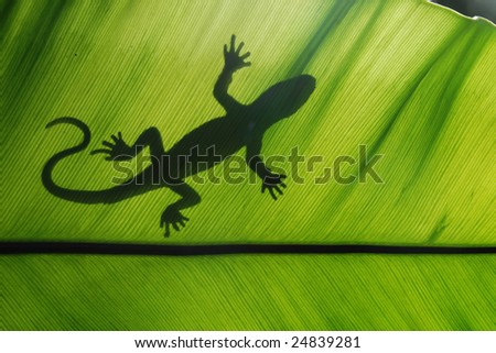 Lizard backlight silhouette in a green leaf