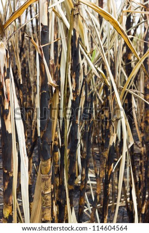 sugar cane by burning causes global warming.