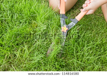 Mowing green grass with scissors.lawn care