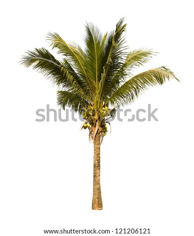 Coconut palm tree isolated on white background Coconut palm tree isolated on white background