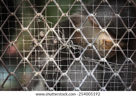 Monkey are trapped in the cage,sad at zoo.