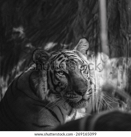 Black and white tiger on canvas texture.