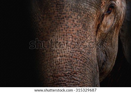 Asian elephant on black background,sand surface texture.