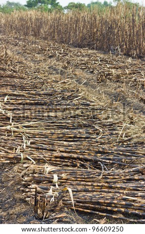 Cutting sugar cane is burned, causing global warming.