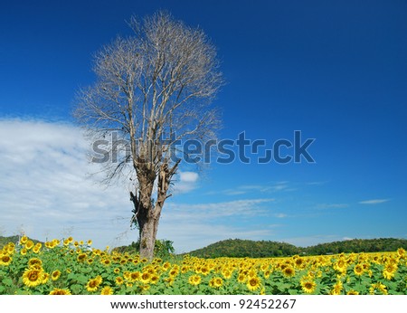 Stand alone tree in the sunflower field