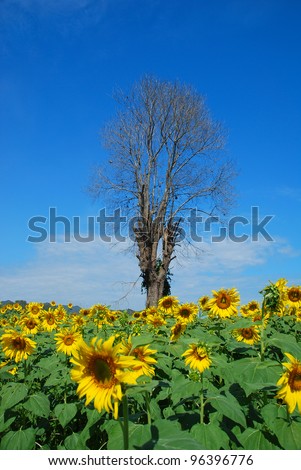 Stand alone tree in sunflower field