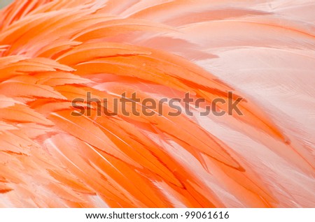 Flamingo wing abstract background