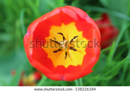 View to inside of a red tulip