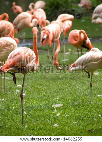 Medium group of flamingos eating filtering plankton