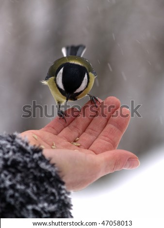 Small titmouse bird in women's hand winter