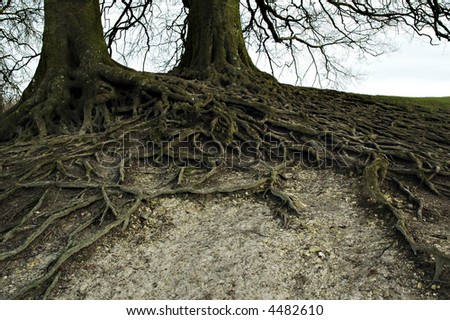 wide branched roots of two full-grown trees