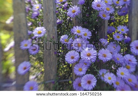 garden fence with bright purple flowers (1)