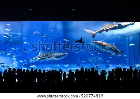 Whale sharks and many kinds of fish in giant fish tank in Okinawa Churaumi Aquarium, Okinawa, Japan